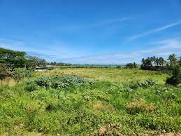 1.5 BIGHA LAND - BAKKHALI CHOWRASTA MORE